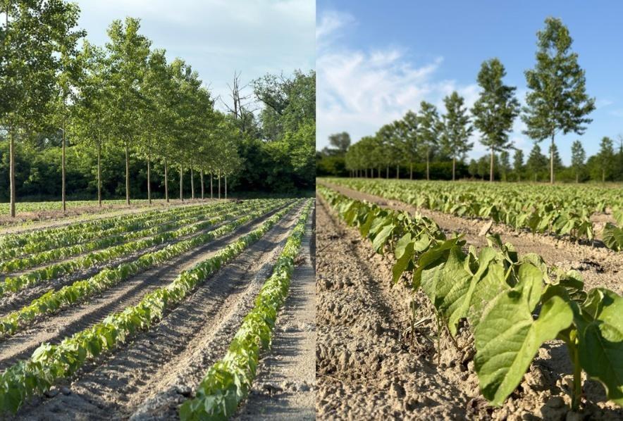 Poplars and orphan legumes.jpg